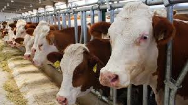 14 İLDE HAYVAN PAZARLARI AKTİFLEİŞTİ