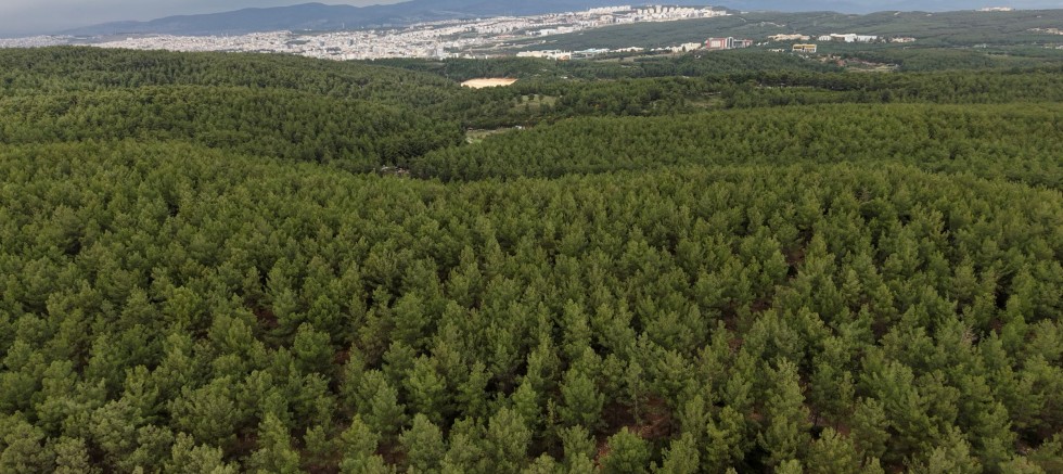 BİR  FİDAN BİLE GELECEKTİR