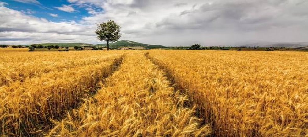 BASKI ARTIYOR