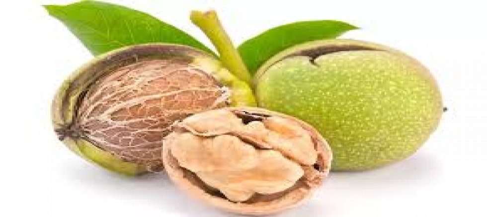 CEVİZCİLER İÇİN YENİ DÖNEM