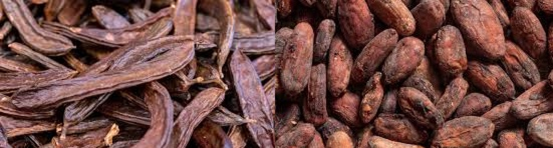 KEÇİBOYNUZU KAKAONUN TAM ANLAMIYLA İKAMESİ OLAMAZ!!!