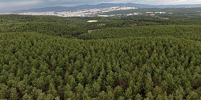 BİR  FİDAN BİLE GELECEKTİR