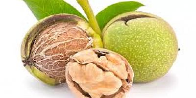 CEVİZCİLER İÇİN YENİ DÖNEM