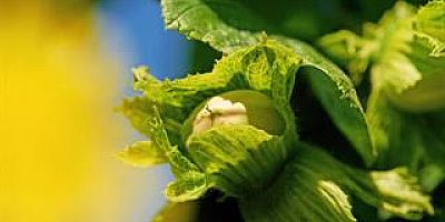 FERRERO FINDIK ŞİRKETİ TEDARİK ZİNCİRİNİ GÜÇLENDİRMEK İÇİN SIRBİSTAN VE İTALYA’DA STRATEJİK YATIRIMLAR YAPIYOR