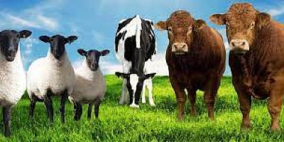 GIDA VE ENDÜSTRİYEL HAYVAN SAYISINDA ARTIŞ GERÇEKLEŞMİŞ