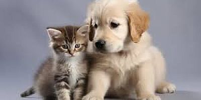 İŞ DÜNYASI DÖNÜŞÜYOR