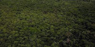 İZOCAM İZOCAM HATIRA ORMANI KRUYOR