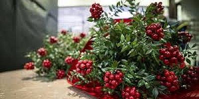 KOKİNALAR SALONUNUZDA YER ALMAYI BEKLİYOR