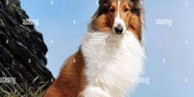 KÜÇÜKÇİFTLİK FİLM KULÜBÜ’NDEN CAN DOSTLARIMIZ YARARINA ÖZEL GÖSTERİM:  İSTANBUL’UN SOKAK KÖPEKLERİ BELGESELİ