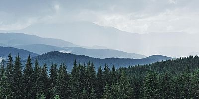 ORMANCILIKTA ‘KRİPTORMAN’ DÖNEMİ