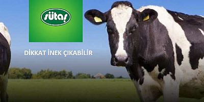 SÜTAŞ’IN MUTLU İNEKLERİ, SANATÇILARIN TASARIMLARI İLE ŞEHRE GELDİ