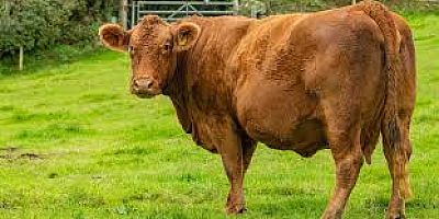 TAVAN YAPAN KIRMIZI ET FİYATARI İTHAL SIĞIRLARLA MİNİMİZE EDİLMEYE ÇALIŞILACAK