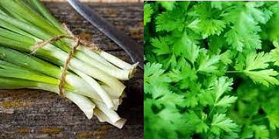 TAZE SOĞAN VE MAYDANOZ REKORA KOŞUYOR