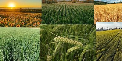 TÜİK O RAKAMLARI AÇIKLADI