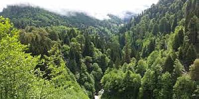 “TÜRKİYE’NİN SİGORTASI: KIZILÇAM ORMANLARI”