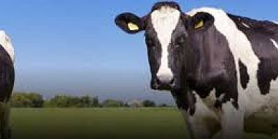 VERİMLLİK ARTŞI ŞÖYLE DURSUN ÜRETKENLİK BİTİYOR