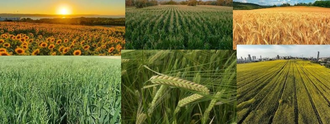 TÜİK O RAKAMLARI AÇIKLADI